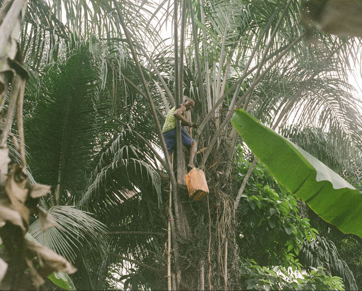 Mr Monday Peter Umoh tapping a palm tree